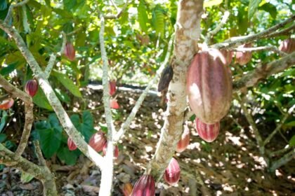 Produtoras de café e cacau contam como lidam com mudanças climáticas