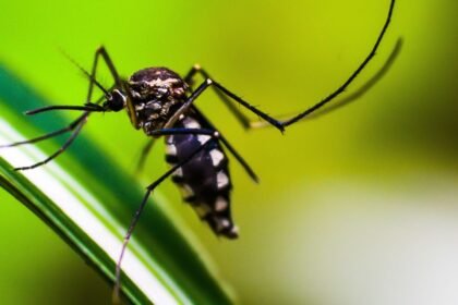 Brasil atinge 1,6 mil mortes confirmadas por dengue