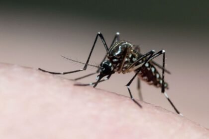 Brasil se aproxima de 1.400 mortes por dengue em 2024