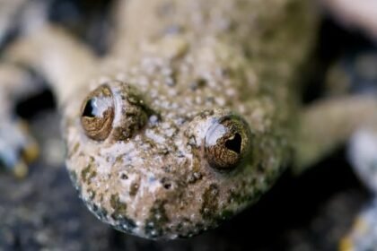 Conheça o sapo que tem pupilas em formato de coração