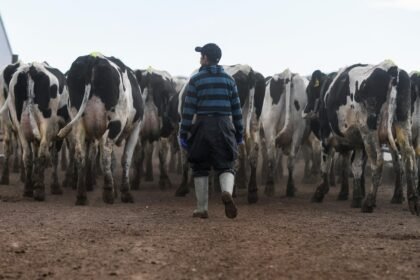 EUA confirmam 3º caso de gripe aviária; autoridades dizem que risco é baixo para a população