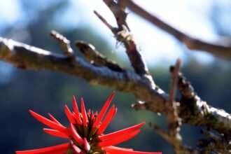 Webstory // Chá de mulungu NAO UTLIZAR APOS A DATA DA PUBLICAÇÂO EM CASO DE DUVIDA FALAR COM A FOTOGRAFIA SAO PAULO, SP, BRAZIL - AUGUST 14, 2016 - Erythrina speciosa alba, Brazilian plant of the Fabaceae family greatly appreciated in gardening and landscaping