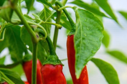 Red hot chili peppers growing in a garden.