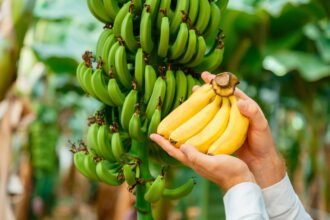 Web - tipos de banana Man farmer holding raw fresh bananas fruit. Organic fresh yellow bananas in male hands against banana branch on young palm trees against plantation. Banana production in tropical garden or rural farm